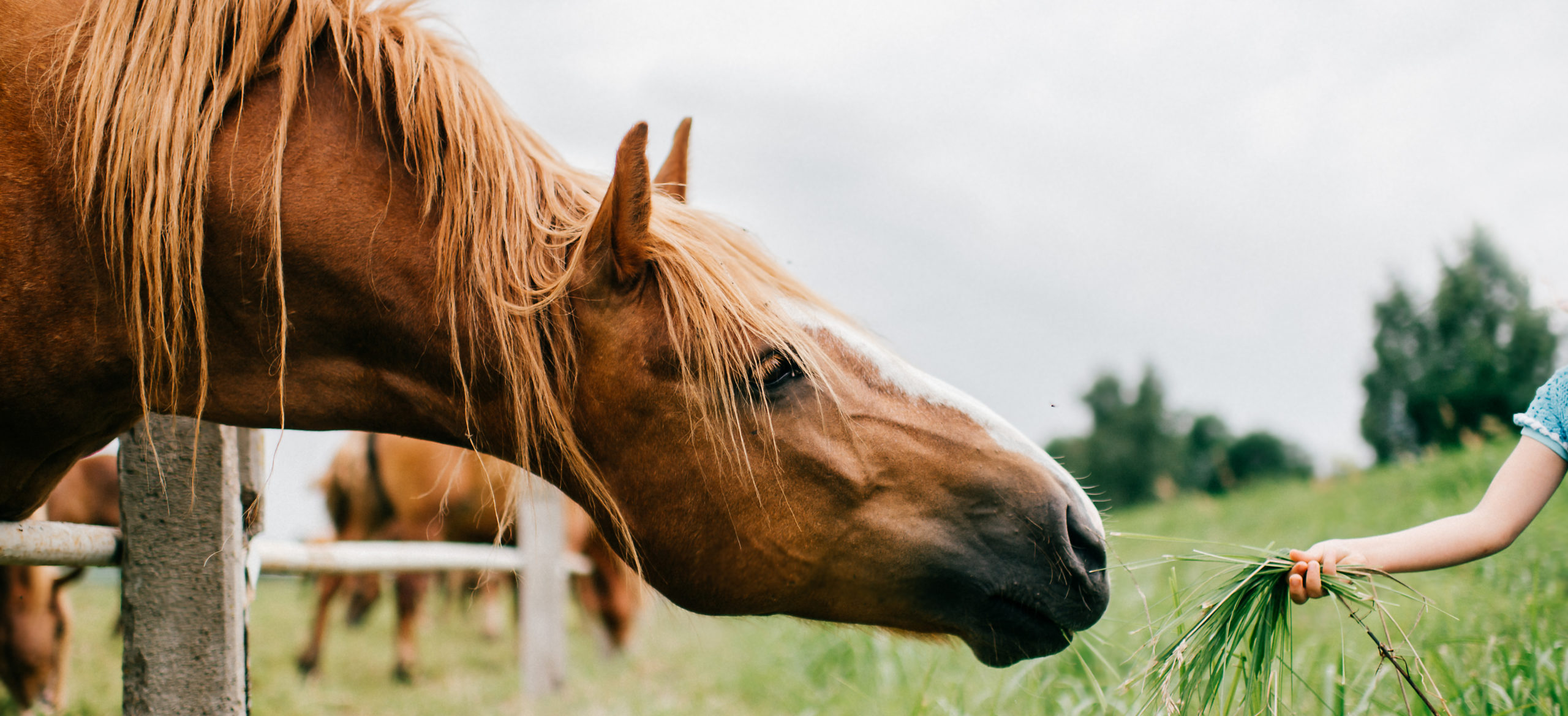 Braunes Pferd frisst Gras aus der Hand hinter dem Zaun Kopf ausgestreckt